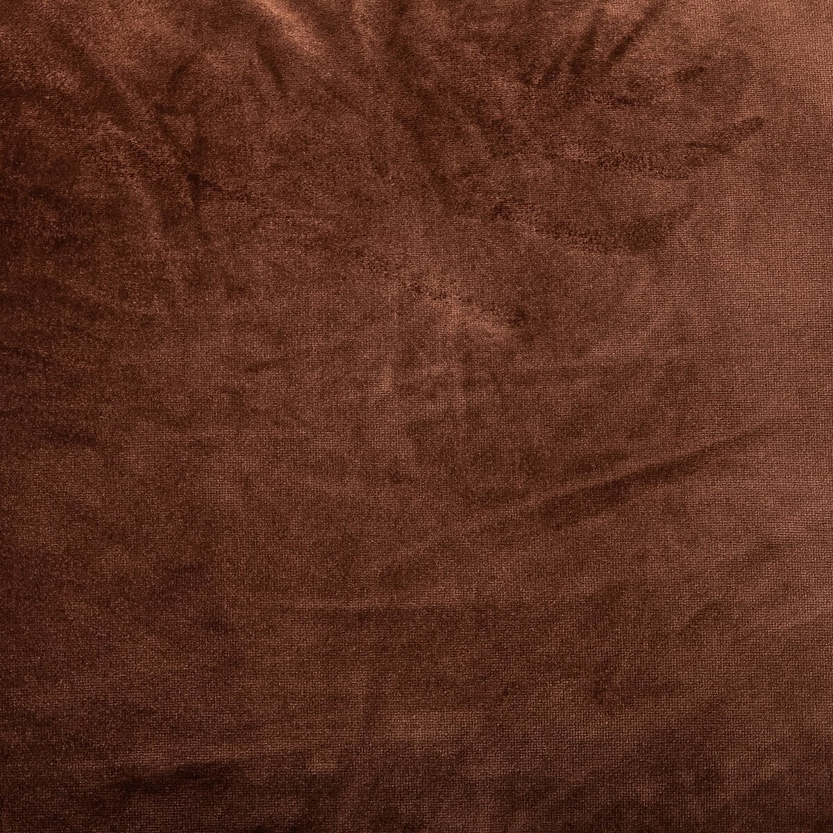 Ace - Auburn image 7